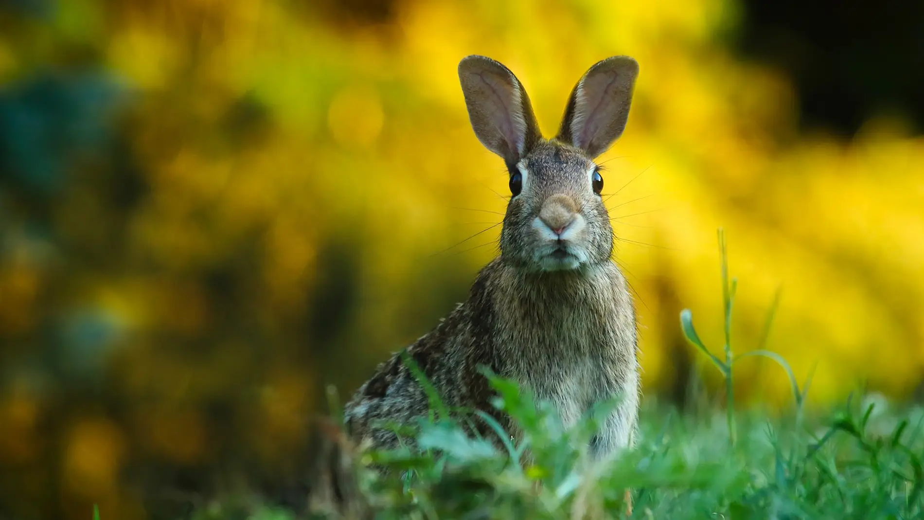 Conejo en el campo