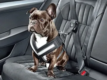 viajar-mascota-coche-2016-00-960x384.jpg viajar-mascota-coche-2016-00-960x384.jpg