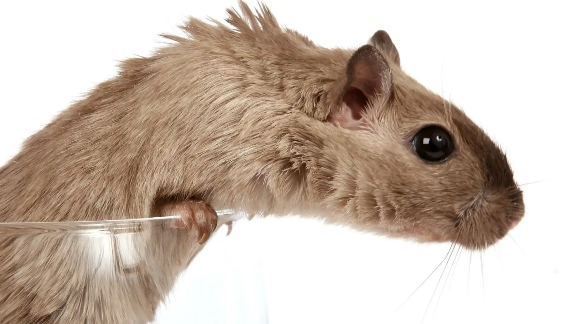 Una nueva tecnica de ultrasonidos muestra el cerebro de roedores en accion