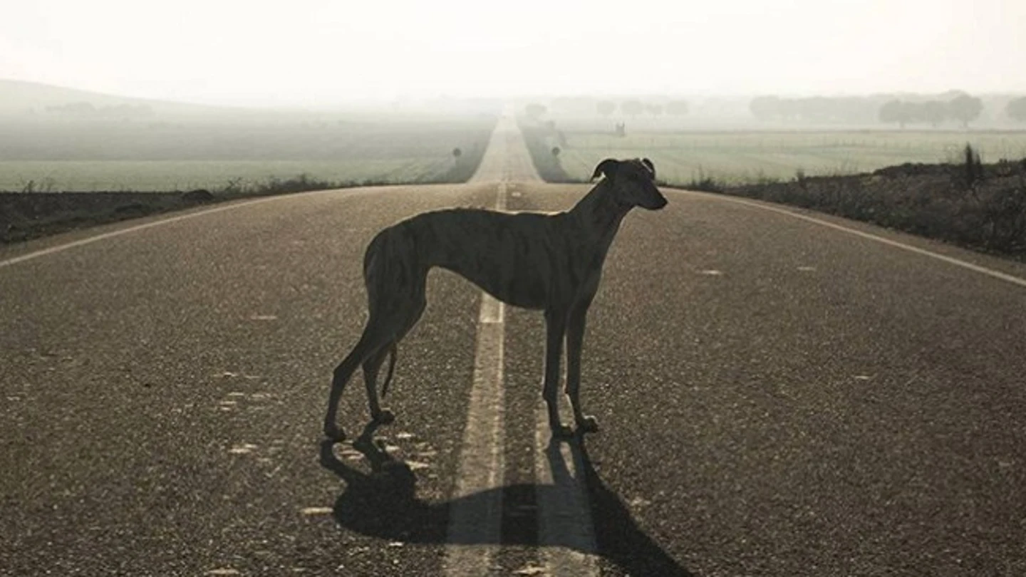 Un galgo Un galgo