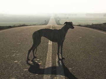 Un galgo Un galgo