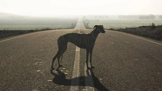 Un galgo