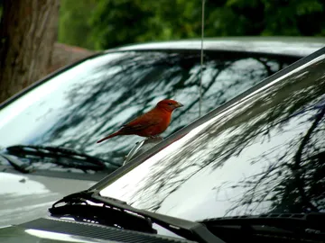 pajaro-1024x768.jpg pajaro-1024x768.jpg