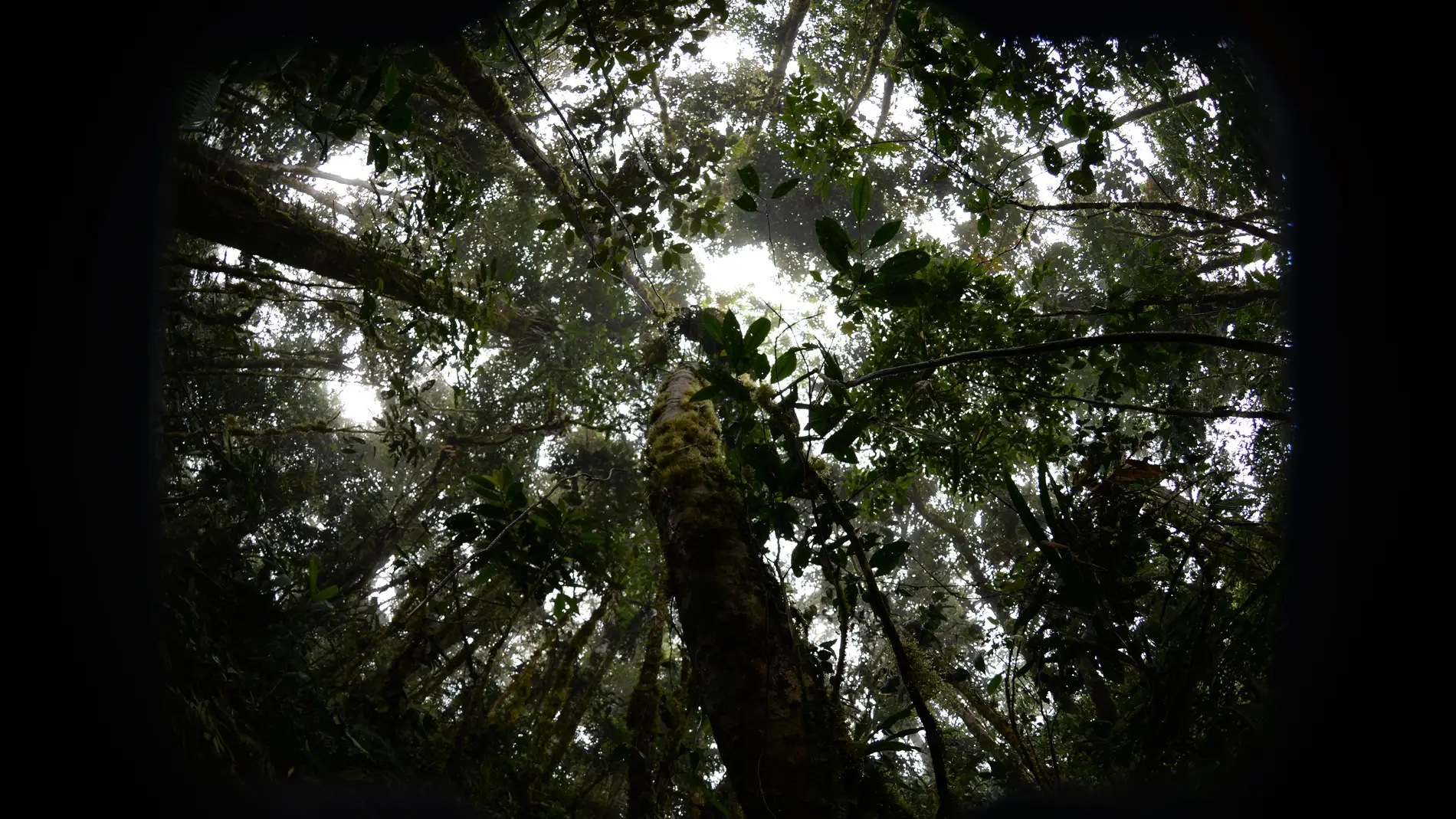 Evidencias del impacto humano en los bosques tropicales
