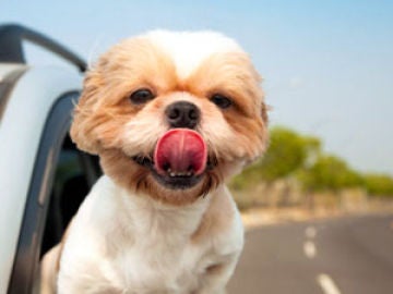 Perro en coche