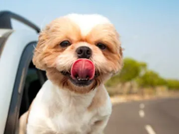 Perro en coche Perro en coche