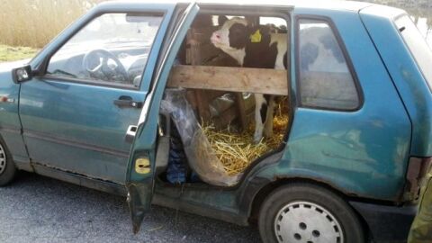 cow-in-a-car-700x466