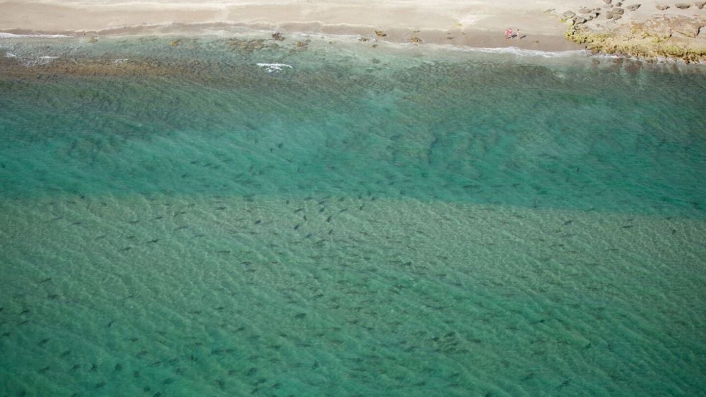 Los tiburones migratorios en el Parque MacArthur de las Islas Singer, de la Florida (EE.UU.)