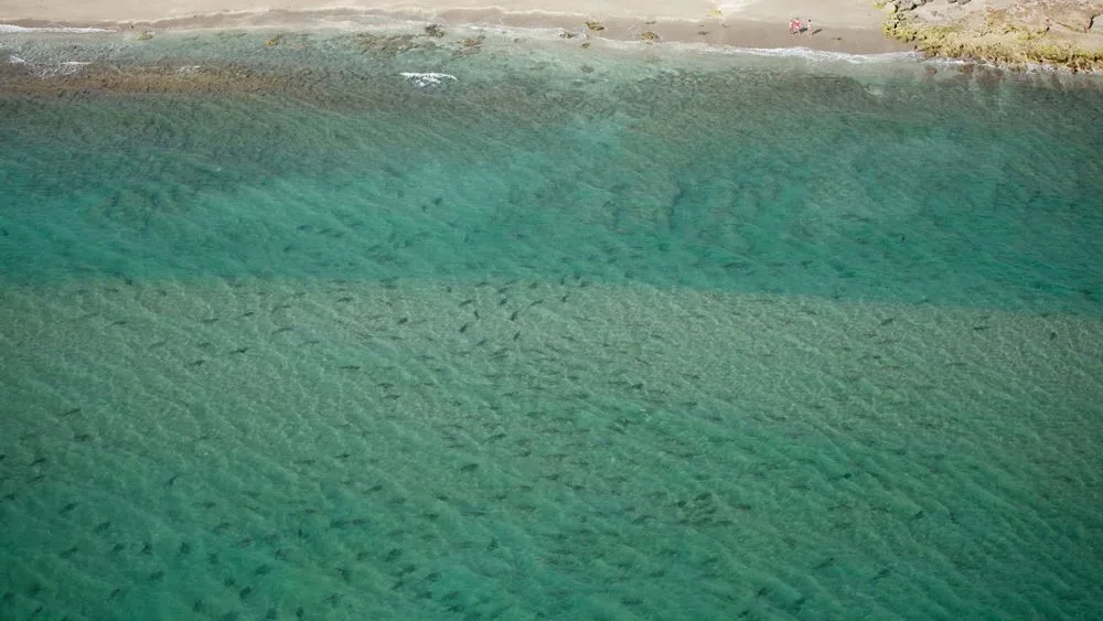 Los tiburones migratorios en el Parque MacArthur de las Islas Singer, de la Florida (EE.UU.)