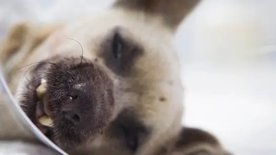 Imagen de Lucky tras su operación Imagen de Lucky tras su operación