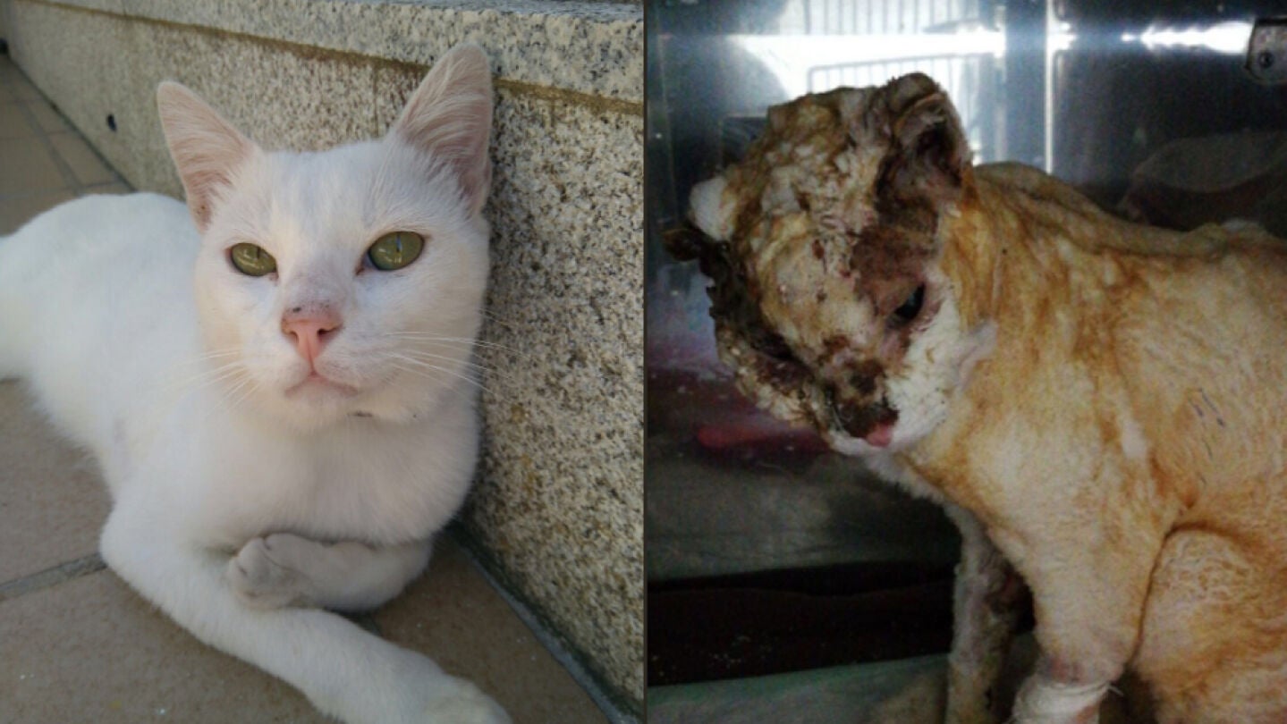 Antes y despu&eacute;s de Olaf