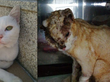Antes y después de Olaf Antes y después de Olaf
