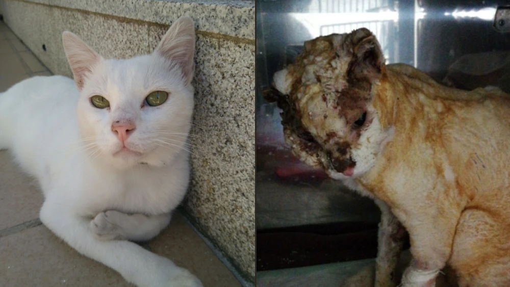 Antes y después de Olaf Antes y después de Olaf