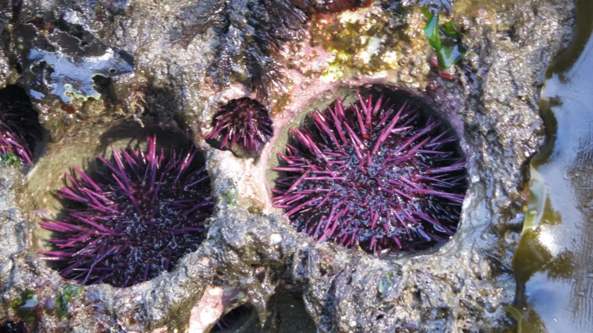 Los erizos de mar son los escultores de las rocas donde viven