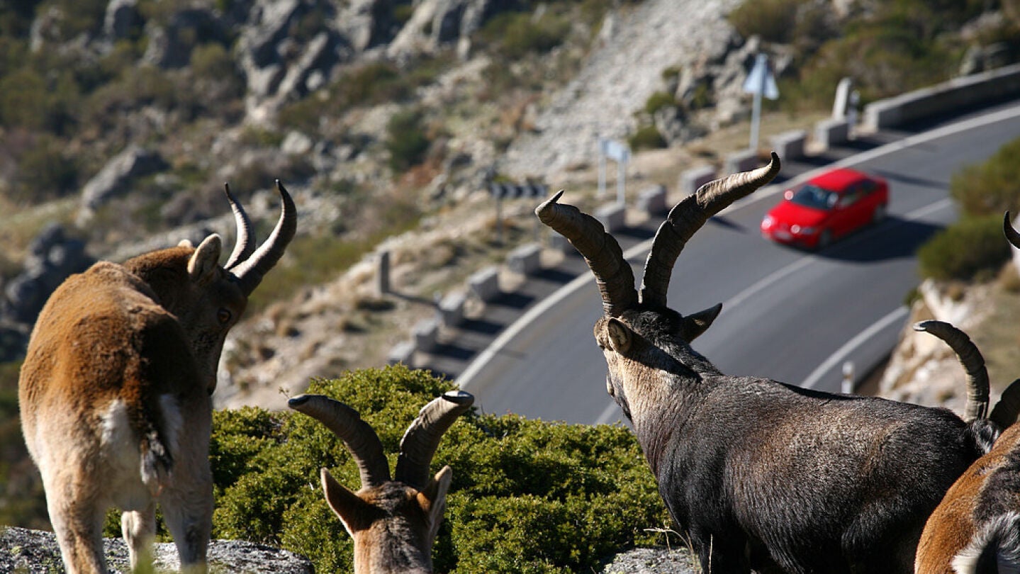 Cabras montesas frente a una carretera