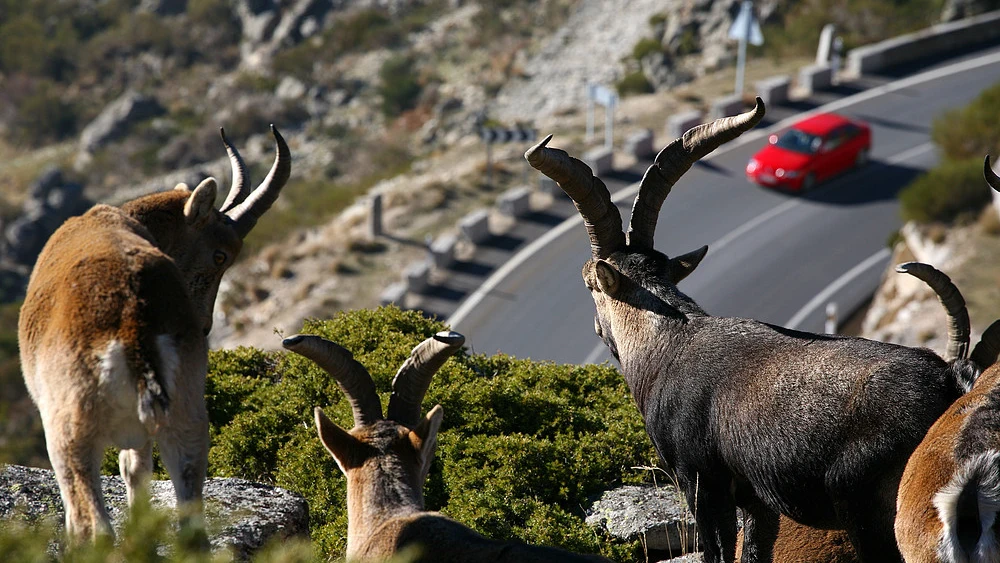 Cabras montesas frente a una carretera