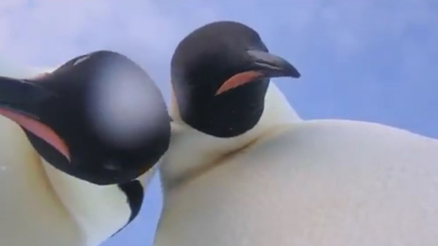 Dos ping&uuml;inos se hacen un 'selfie' involuntario