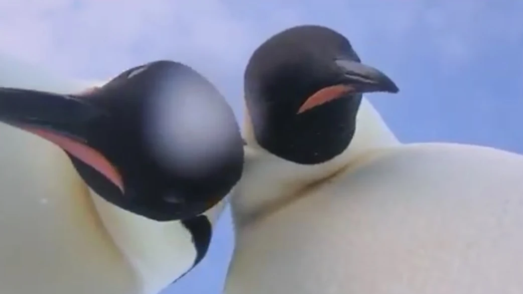 Dos pingüinos se hacen un 'selfie' involuntario