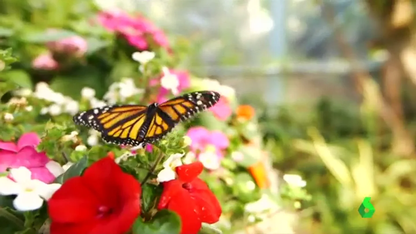 Las mariposas del zoo de San Diego revolotean libres junto a los visitantes Las mariposas del zoo de San Diego revolotean libres junto a los visitantes