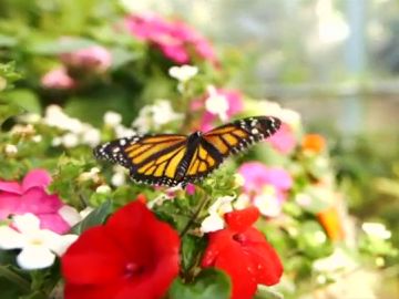 Las mariposas del zoo de San Diego revolotean libres junto a los visitantes Las mariposas del zoo de San Diego revolotean libres junto a los visitantes