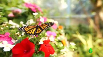 Las mariposas del zoo de San Diego revolotean libres junto a los visitantes