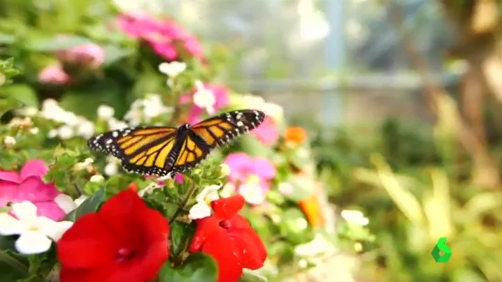 Las mariposas del zoo de San Diego revolotean libres junto a los visitantes