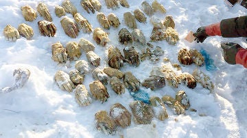 Hallan decenas de manos en Siberia