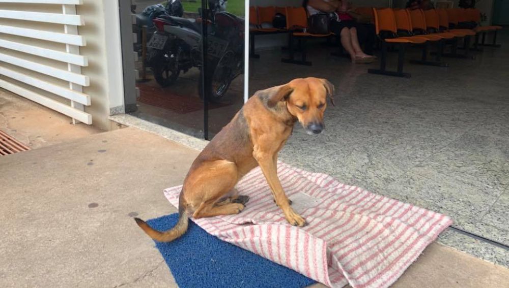 El perro lleva meses esperando a su dueño en el hospital