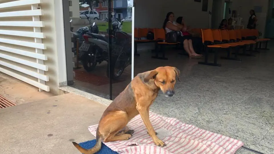 El perro lleva meses esperando a su dueño en el hospital