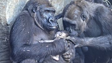 La cría de gorila recién nacida