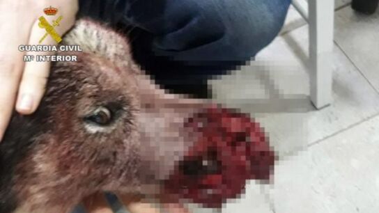 La Guardia Civil investiga a tres cazadores por disparar varias veces a un perro en Caravaca de la Cruz