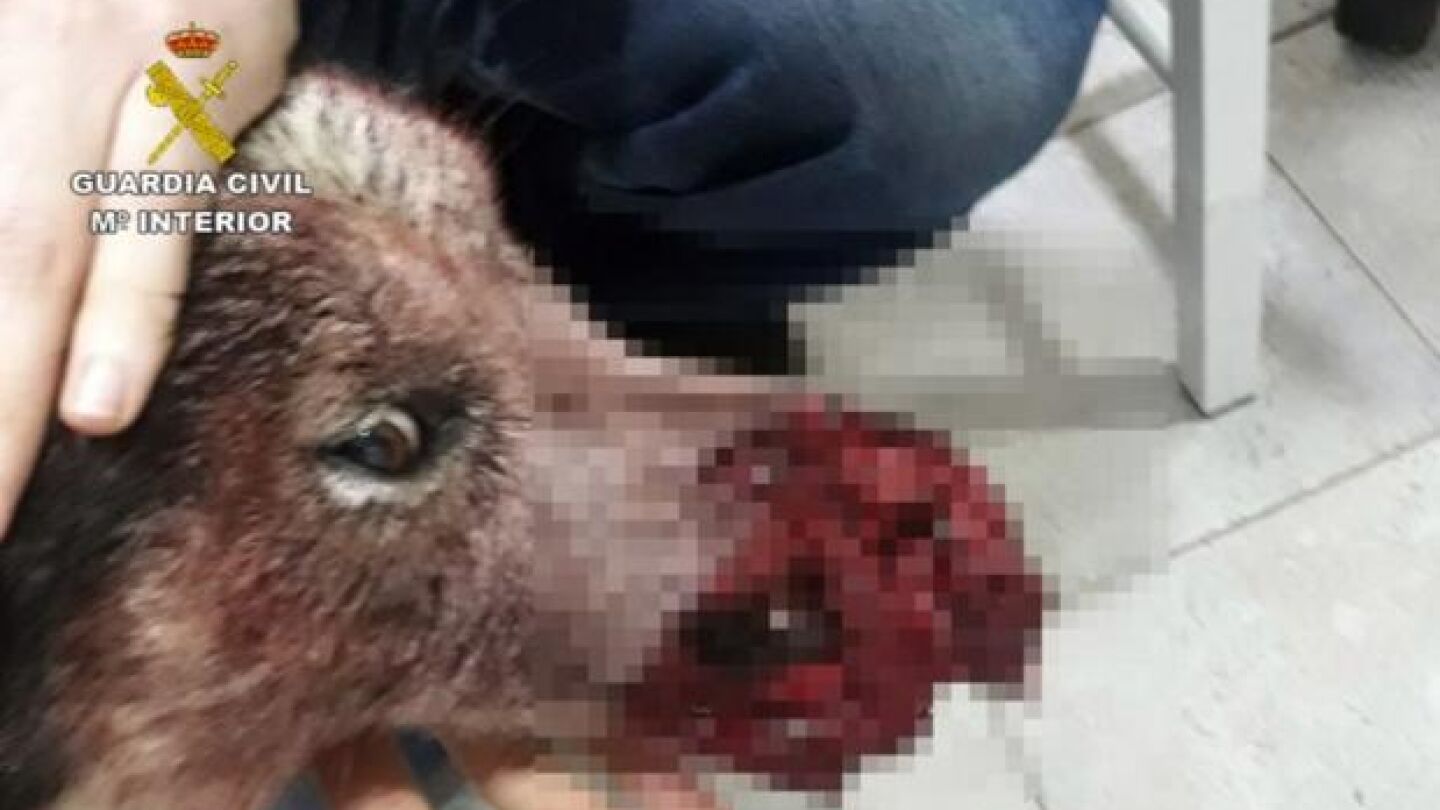 La Guardia Civil investiga a tres cazadores por disparar varias veces a un perro en Caravaca de la Cruz