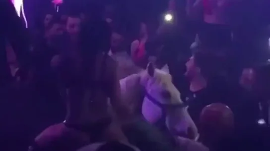 El vídeo de un caballo en una discoteca de Miami que indigna a todo el mundo El vídeo de un caballo en una discoteca de Miami que indigna a todo el mundo