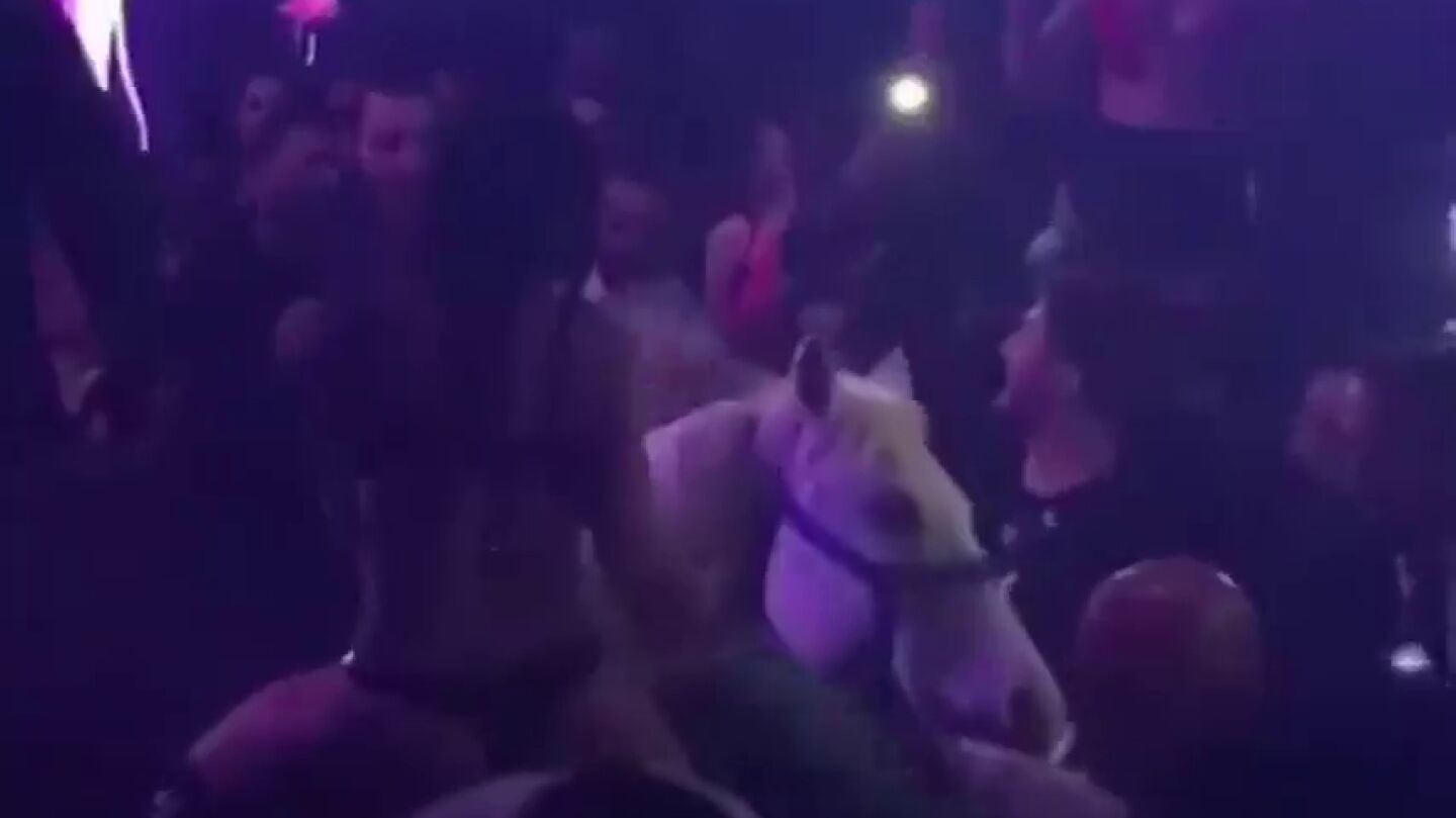 El v&iacute;deo de un caballo en una discoteca de Miami que indigna a todo el mundo