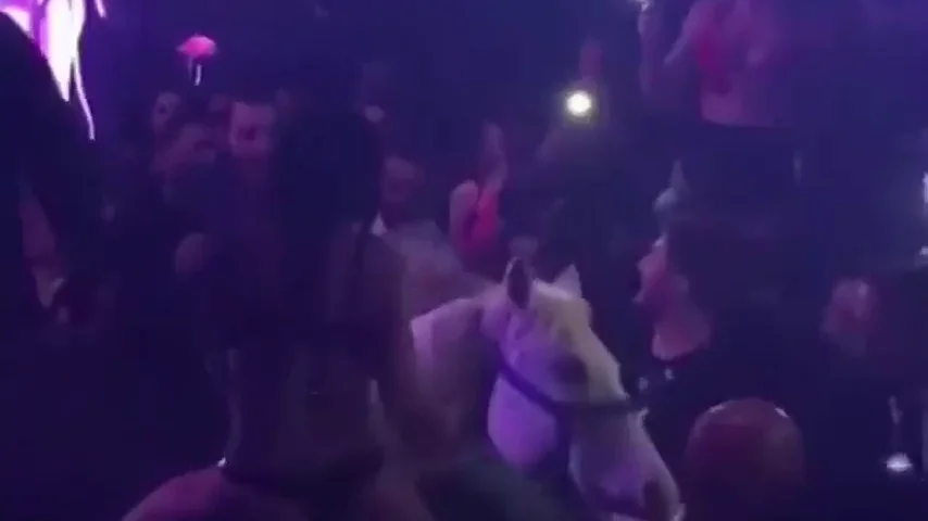 El vídeo de un caballo en una discoteca de Miami que indigna a todo el mundo