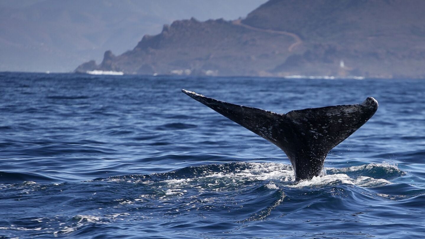 Foto de archivo de una ballena