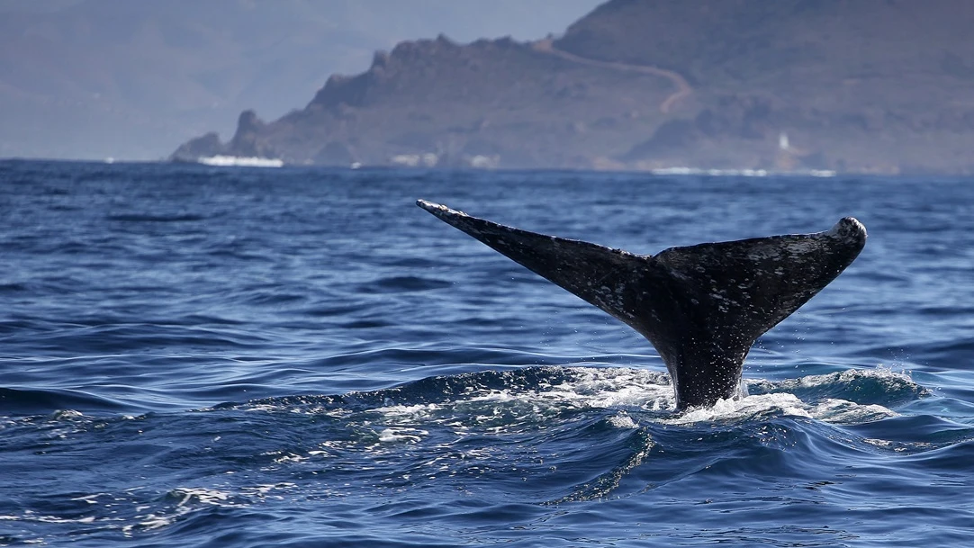 Foto de archivo de una ballena