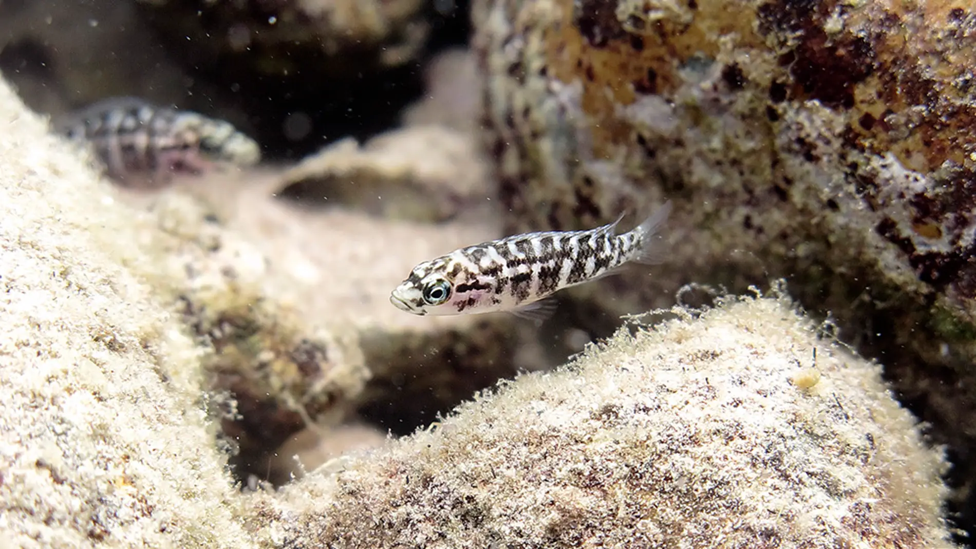 Unos pequenos peces africanos unen fuerzas para obtener comida