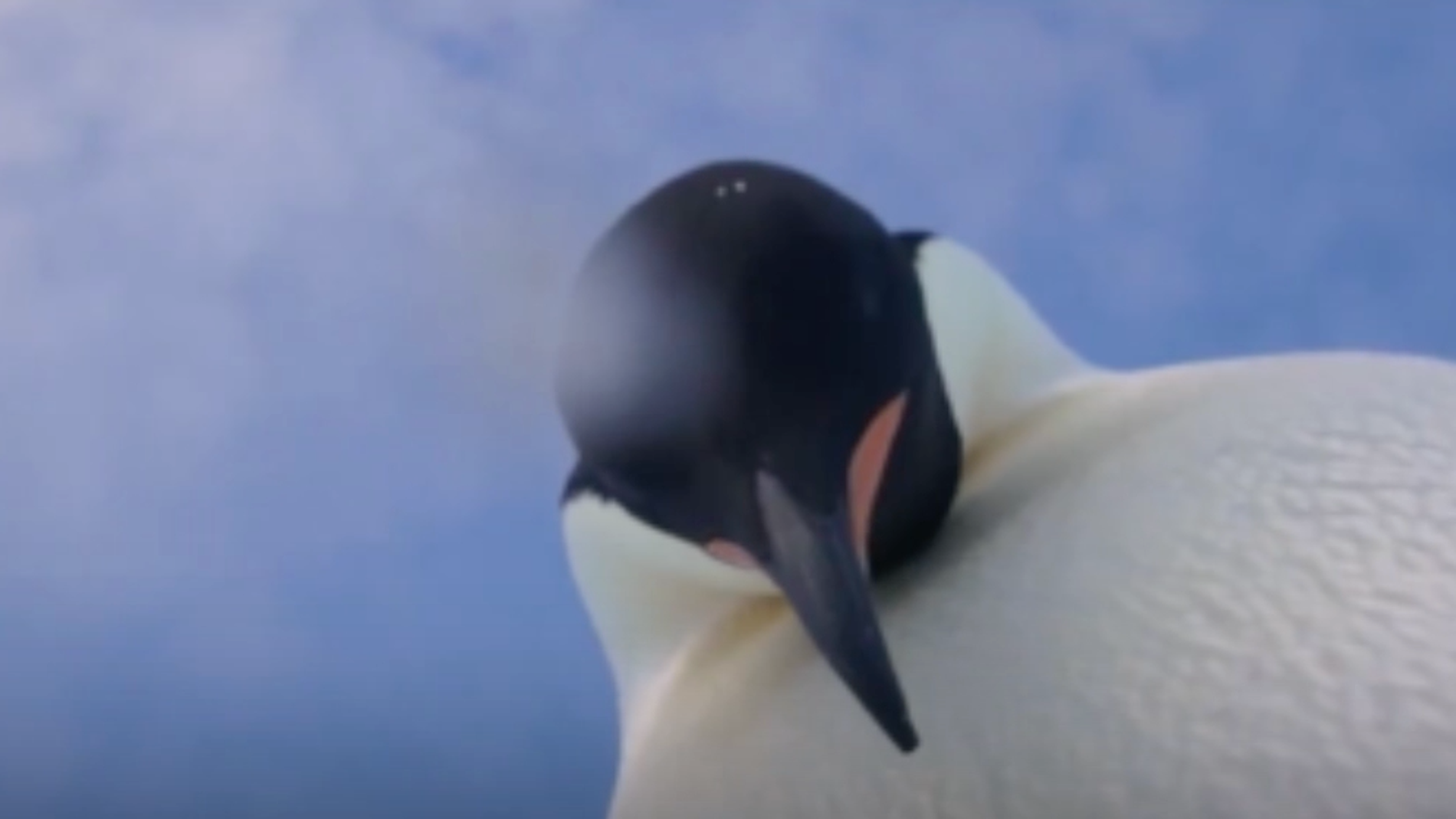 Uno de los dos pingüinos ajustando la cámara