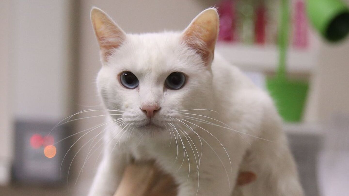 El gato Aquiles, pronosticador del Mundial de Rusia