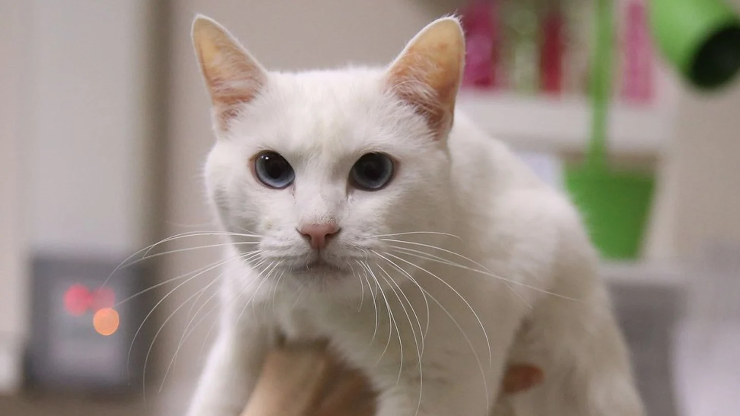 El gato Aquiles, pronosticador del Mundial de Rusia El gato Aquiles, pronosticador del Mundial de Rusia