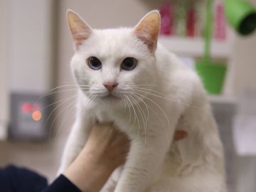 El gato Aquiles, pronosticador del Mundial de Rusia El gato Aquiles, pronosticador del Mundial de Rusia