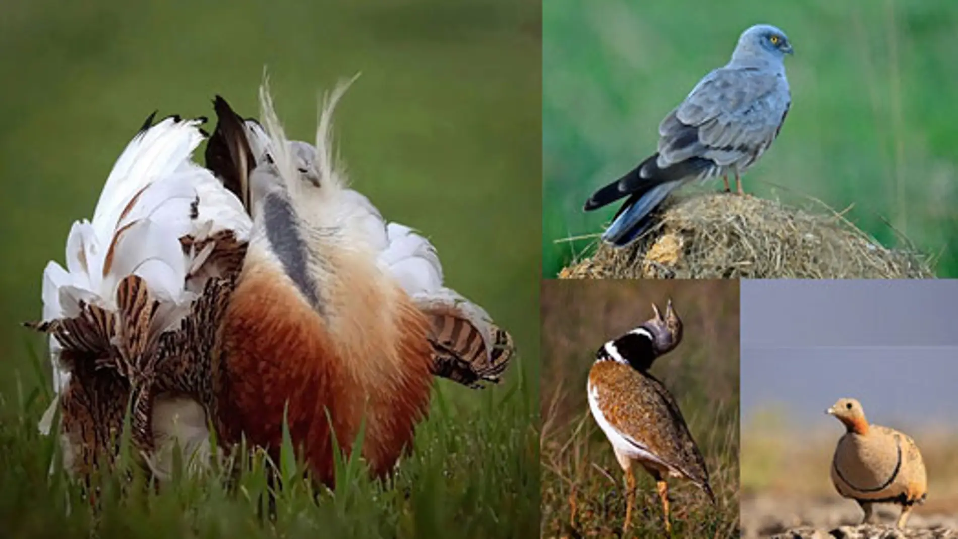 Las aves se extinguen a pesar de las politicas europeas de conservacion