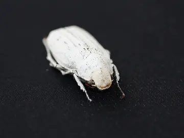 Escarabajo Escarabajo