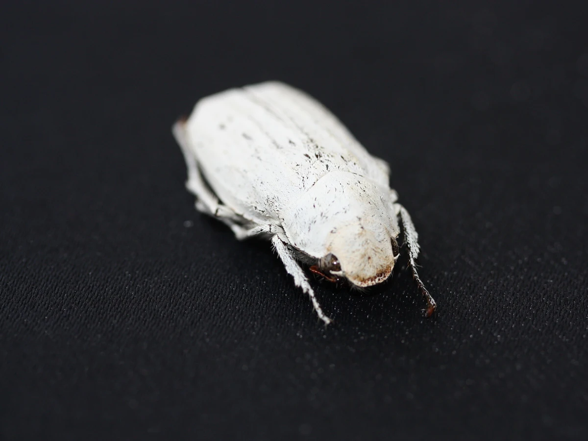 Crean El Blanco Mas Blanco Del Mundo Veinte Veces Mas Que El Papel Crean El Blanco Mas Blanco Del Mundo Veinte Veces Mas Que El Papel