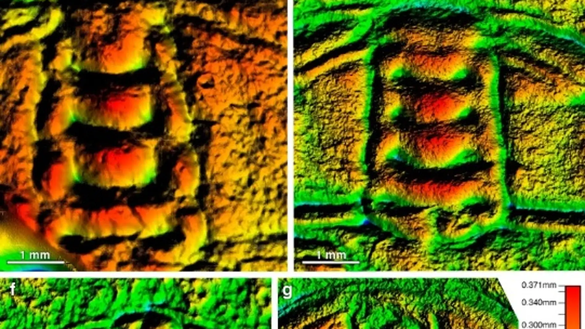 Trilobites