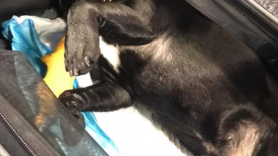 Un perro muere asfixiado en un avión al tener que viajar en el compartimento superior de la cabina Un perro muere asfixiado en un avión al tener que viajar en el compartimento superior de la cabina