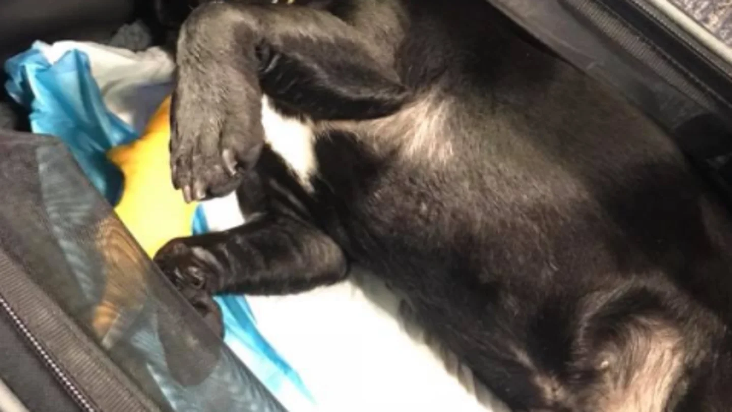 Un perro muere asfixiado en un avión al tener que viajar en el compartimento superior de la cabina Un perro muere asfixiado en un avión al tener que viajar en el compartimento superior de la cabina