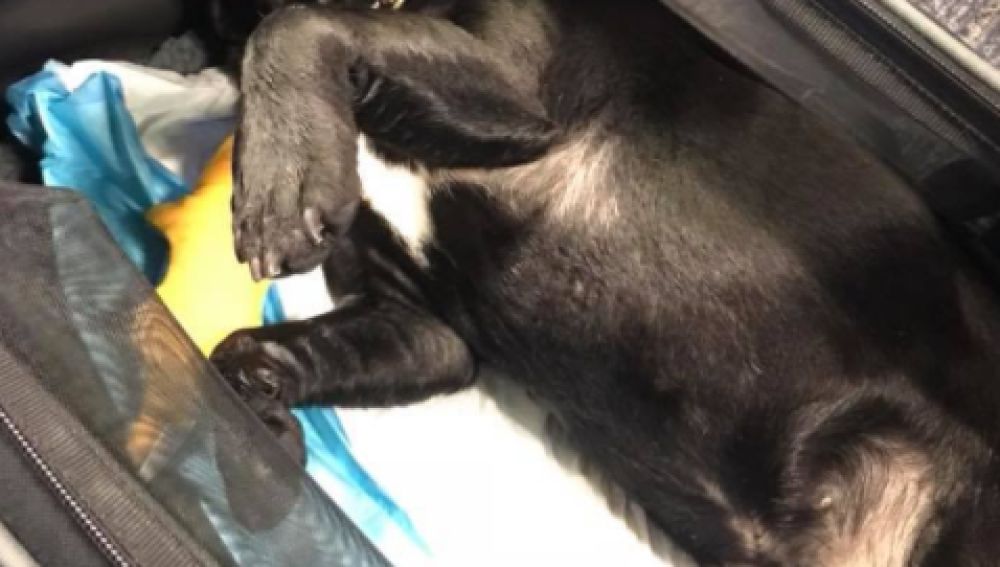 Un perro muere asfixiado en un avión al tener que viajar en el compartimento superior de la cabina