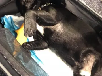 Un perro muere asfixiado en un avión al tener que viajar en el compartimento superior de la cabina Un perro muere asfixiado en un avión al tener que viajar en el compartimento superior de la cabina